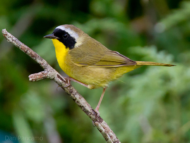 Geothlypis trichas. Copyright: Dan Pancamo.